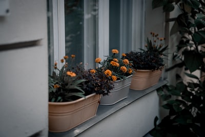 黄花